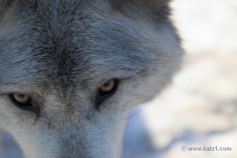 Arctic Wolf 022